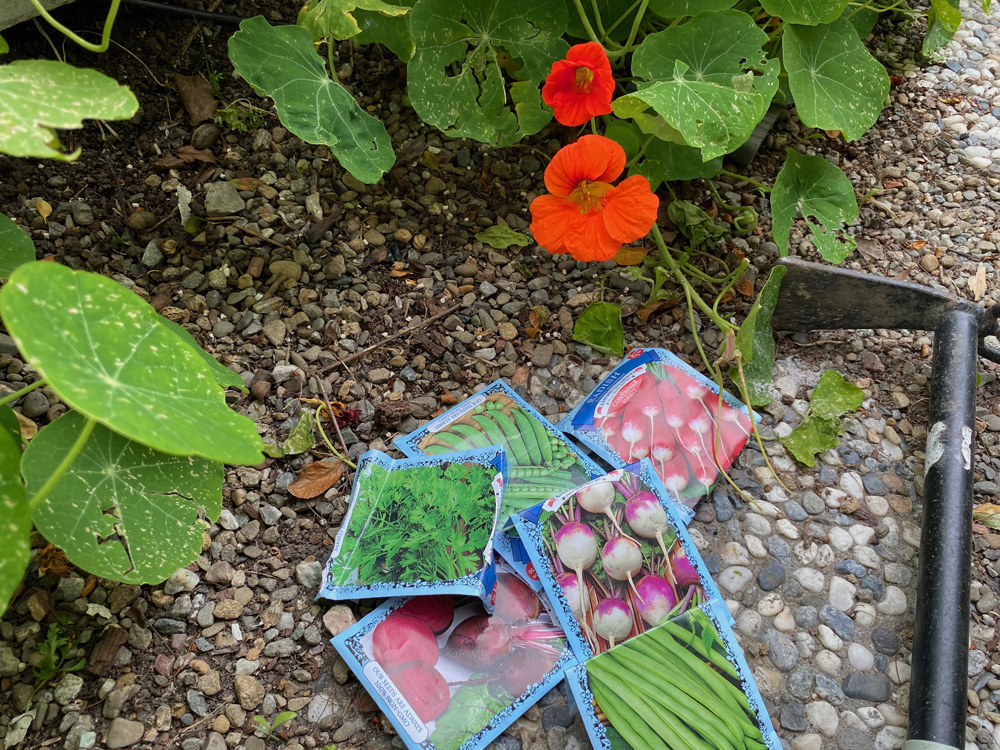 Vegetable seed packets of turnips, beets, cilantro, beans, peas, and radishes.