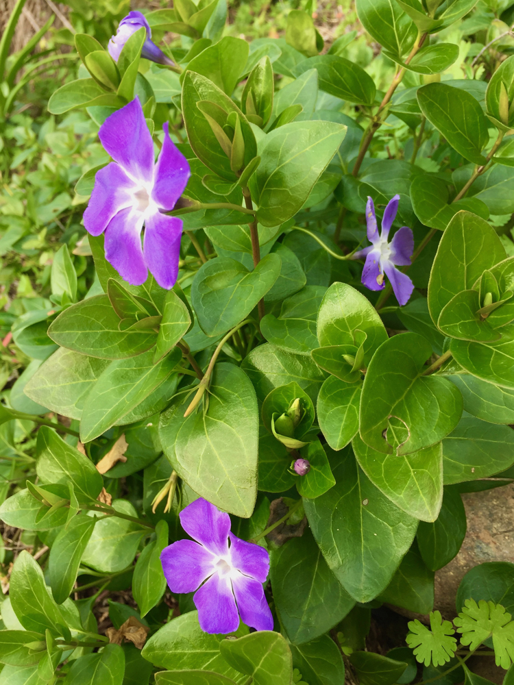 When ingested by people or animals, Vinca major can cause tremors, nausea, or coma.