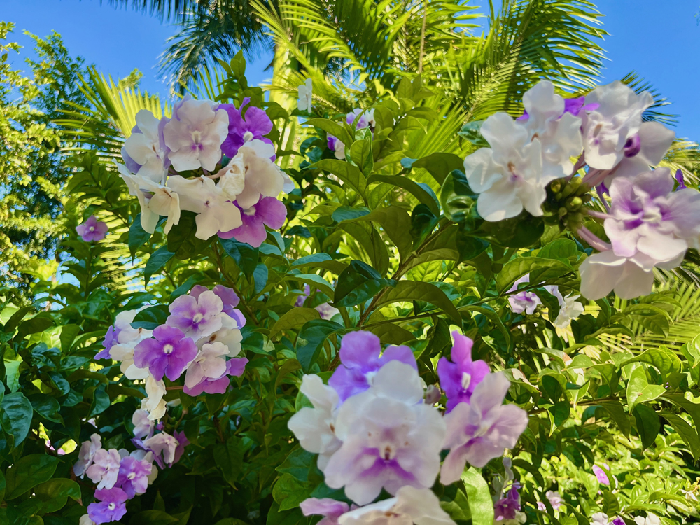 The bark, roots, leaves, flowers, berries, and seeds of the gorgeous Yesterday, Today and Tomorrow plant are poisonous.